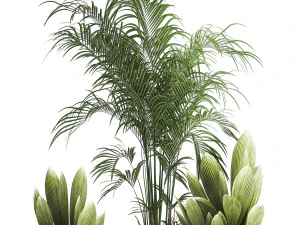 Beautiful palm plants and bushes in flower pots 1343 3D Model