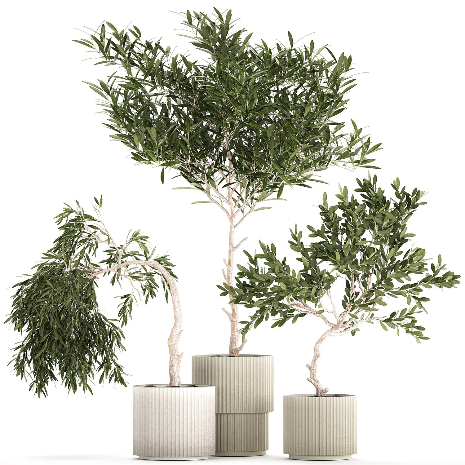 Beautiful Olive Trees In Flower Pots 1344 3D Model .c4d .max .obj .3ds .fbx .stl .blend 