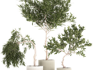Beautiful Olive Trees In Flower Pots 1344 3D Model