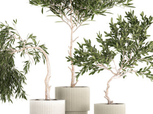 Beautiful Olive Trees In Flower Pots 1344 3D Model