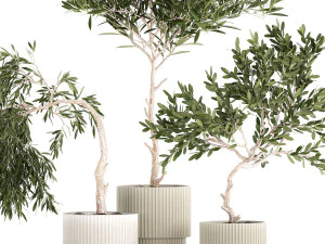 Beautiful Olive Trees In Flower Pots 1344 3D Model
