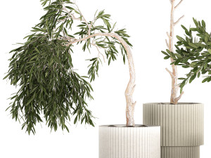 Beautiful Olive Trees In Flower Pots 1344 3D Model