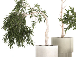 Beautiful Olive Trees In Flower Pots 1344 3D Model