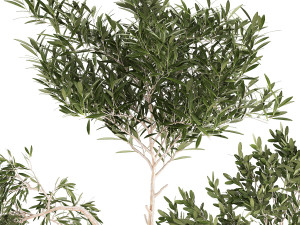 Beautiful Olive Trees In Flower Pots 1344 3D Model