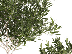 Beautiful Olive Trees In Flower Pots 1344 3D Model