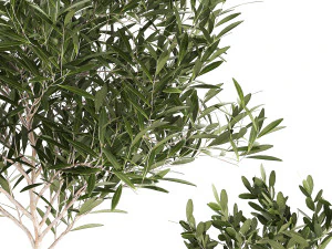 Beautiful Olive Trees In Flower Pots 1344 3D Model