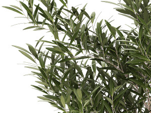 Beautiful Olive Trees In Flower Pots 1344 3D Model