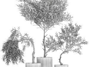 Beautiful Olive Trees In Flower Pots 1344 3D Model