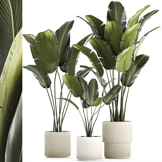 Beautiful Strelitzia and banana palm in flower pots 1345 Modelo 3D .c4d .max .obj .3ds .fbx .stl .blend 