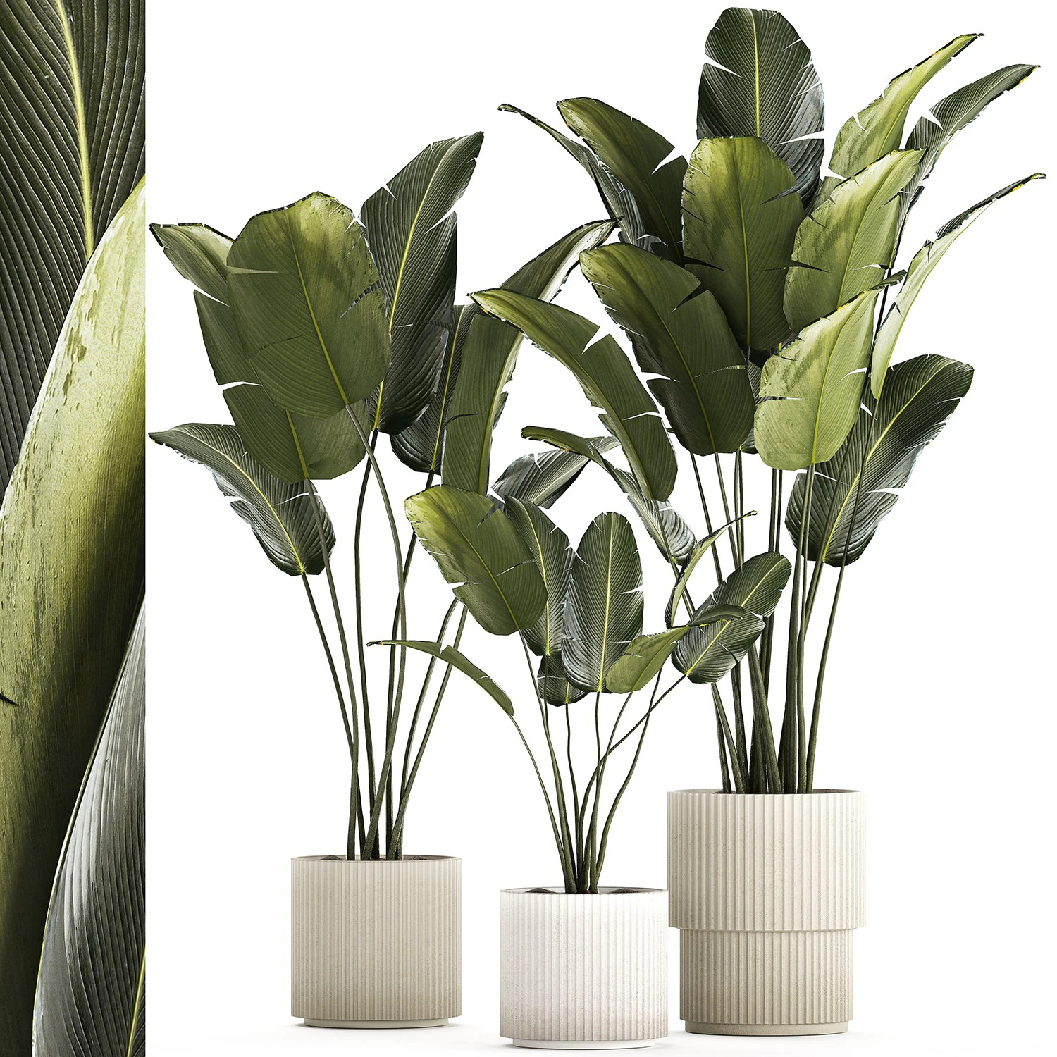 Beautiful Strelitzia and banana palm in flower pots 1345 3D Model .c4d .max .obj .3ds .fbx .stl .blend 