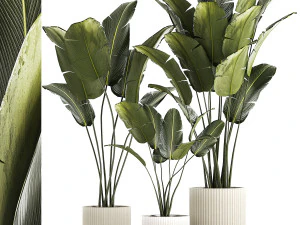 Beautiful Strelitzia and banana palm in flower pots 1345 3D Model