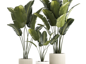Beautiful Strelitzia and banana palm in flower pots 1345 Modelo 3D