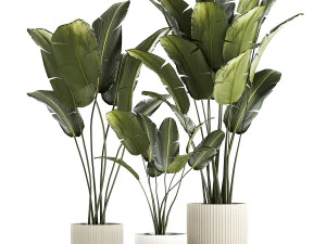 Beautiful Strelitzia and banana palm in flower pots 1345 3D Model
