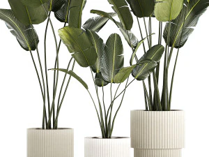 Beautiful Strelitzia and banana palm in flower pots 1345 3D Model