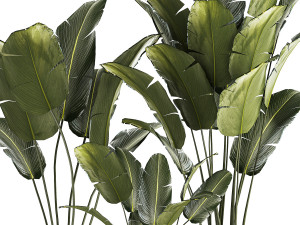 Beautiful Strelitzia and banana palm in flower pots 1345 Modelo 3D