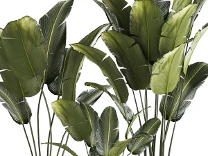 Beautiful Strelitzia and banana palm in flower pots 1345 3D Model