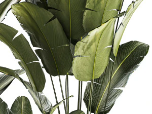 Beautiful Strelitzia and banana palm in flower pots 1345 3D Model