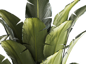Beautiful Strelitzia and banana palm in flower pots 1345 Modelo 3D