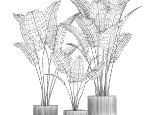 Beautiful Strelitzia and banana palm in flower pots 1345 Modelo 3D