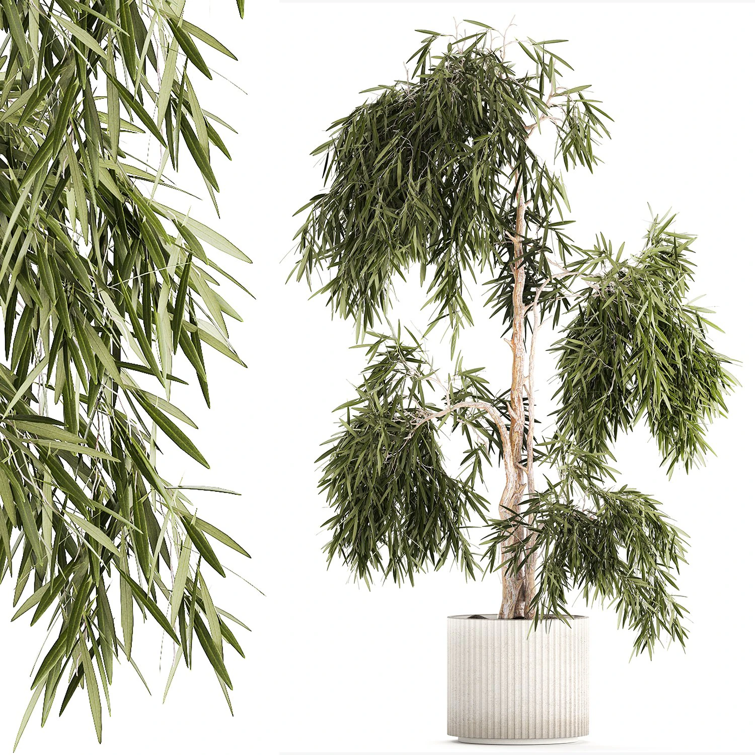 Beautiful weeping willow tree Olive in flowerpot 1346 3D Model .c4d .max .obj .3ds .fbx .stl .blend 