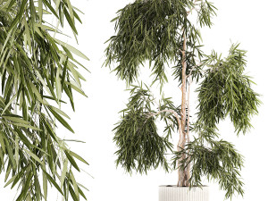 Beautiful weeping willow tree Olive in flowerpot 1346 Modèle 3D