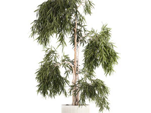 Beautiful weeping willow tree Olive in flowerpot 1346 3D Model