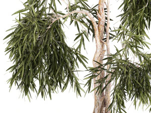 Beautiful weeping willow tree Olive in flowerpot 1346 3D Model