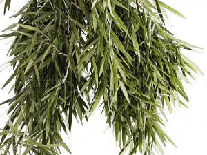 Beautiful weeping willow tree Olive in flowerpot 1346 3D Model