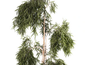Beautiful weeping willow tree Olive in flowerpot 1346 3D Model