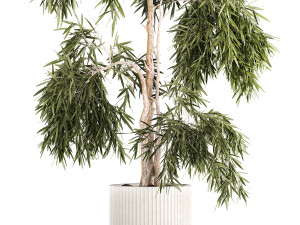 Beautiful weeping willow tree Olive in flowerpot 1346 3D 模型