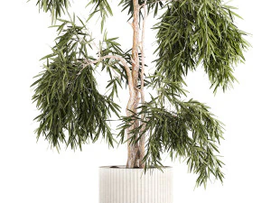 Beautiful weeping willow tree Olive in flowerpot 1346 3D Model