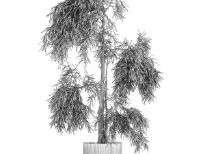 Beautiful weeping willow tree Olive in flowerpot 1346 3D Model
