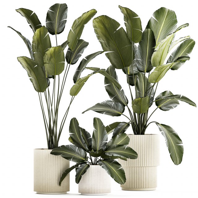 Beautiful Strelitzia and banana palm plants in flower pots 1347 Model 3D .c4d .max .obj .3ds .fbx .stl .blend 
