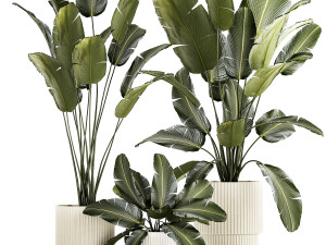 Beautiful Strelitzia and banana palm plants in flower pots 1347 Modelo 3D