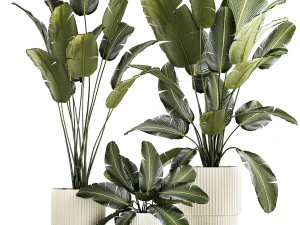 Beautiful Strelitzia and banana palm plants in flower pots 1347 3D Model