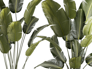 Beautiful Strelitzia and banana palm plants in flower pots 1347 Model 3D
