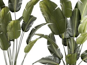 Beautiful Strelitzia and banana palm plants in flower pots 1347 3D Model