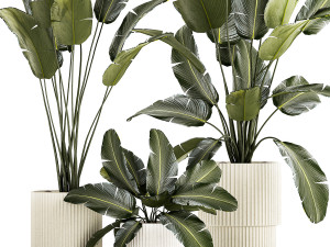 Beautiful Strelitzia and banana palm plants in flower pots 1347 Model 3D