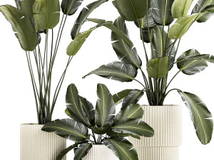 Beautiful Strelitzia and banana palm plants in flower pots 1347 3D Model