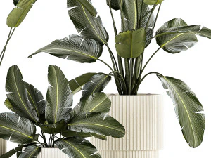Beautiful Strelitzia and banana palm plants in flower pots 1347 3D Model