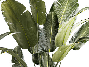 Beautiful Strelitzia and banana palm plants in flower pots 1347 Model 3D