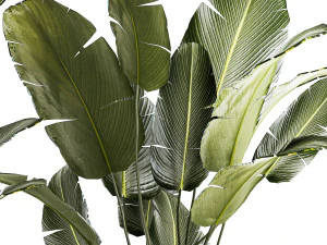 Beautiful Strelitzia and banana palm plants in flower pots 1347 3D Model