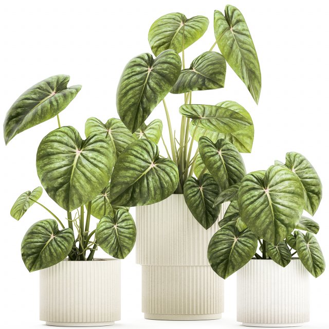 Beautiful Anthurium and Alocasia plants in flower pots 1348 Modello 3D .c4d .max .obj .3ds .fbx .stl .blend 