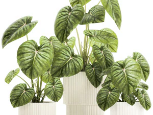 Beautiful Anthurium and Alocasia plants in flower pots 1348 3D Model