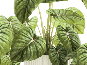 Beautiful Anthurium and Alocasia plants in flower pots 1348 Modello 3D