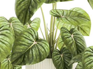 Beautiful Anthurium and Alocasia plants in flower pots 1348 3D Model