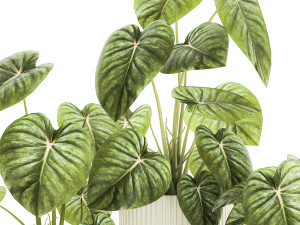 Beautiful Anthurium and Alocasia plants in flower pots 1348 Modello 3D