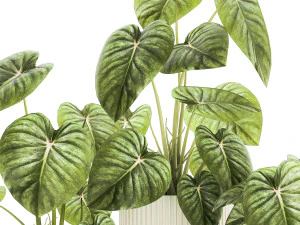Beautiful Anthurium and Alocasia plants in flower pots 1348 3D Model