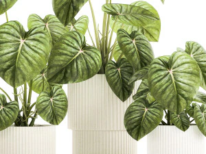 Beautiful Anthurium and Alocasia plants in flower pots 1348 3D Model