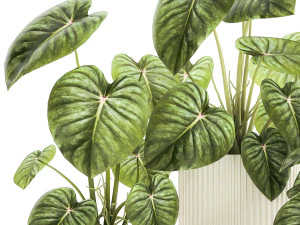 Beautiful Anthurium and Alocasia plants in flower pots 1348 3D Model
